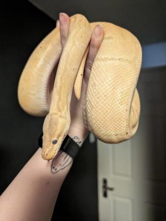 Image 3 of Male and Female Royal Python Ball Python Bundle