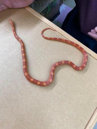 Image 1 of Low white hypo blood pied corn snake £150 Female