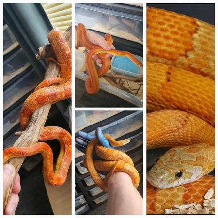 Image 1 of Adult corn snakes male and females