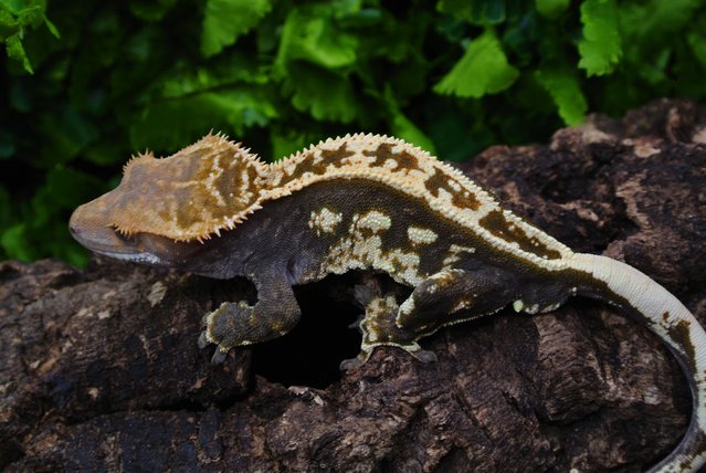Preview of the first image of Black based imported Harlequin crested gecko male.