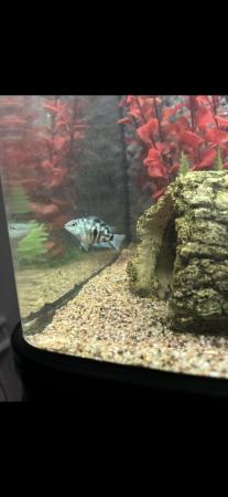 Image 1 of Cichlids and tin foil barbs, ready to go
