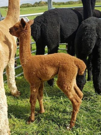 Image 16 of ALPACA  YOUNG FEMALES MAINLY FROM GREY CHAMPIONS