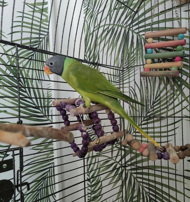 Preview of the first image of Slaty headed parakeet,female!.