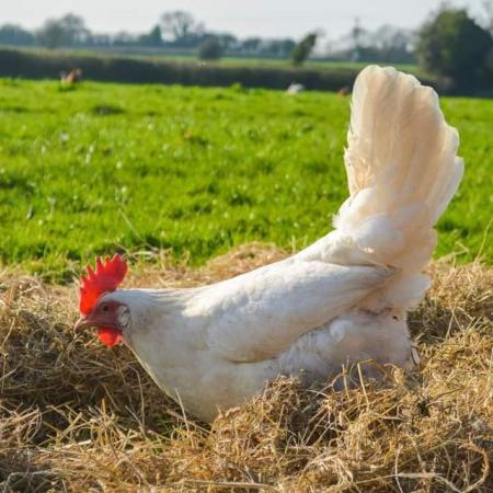 Image 3 of White star hens roughly 8 months old