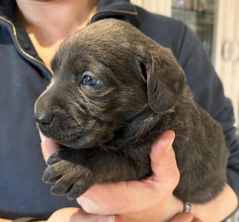 Image 8 of Last 1 - Stunning Charcoal Boys Labrador Pups