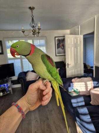 Image 2 of Hand tame Alexandrine parrot
