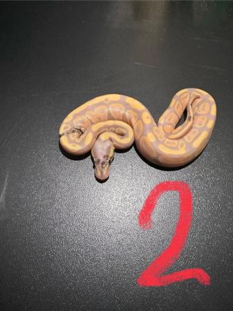 Image 2 of (Reduced prices) Hatchling ball pythons for sale