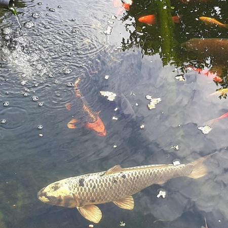 Image 8 of Koi and goldfish for sale