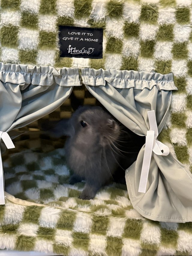 18 week old Netherlands Dwarf bunny needs new home — photo 4 of 4