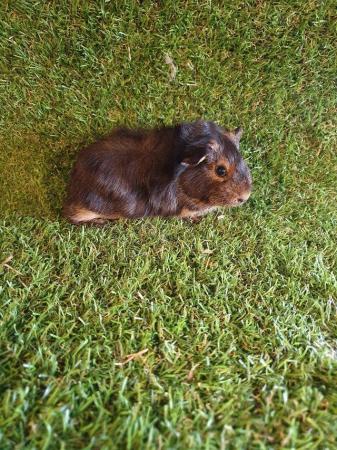 Image 28 of Guinea pigs males and females