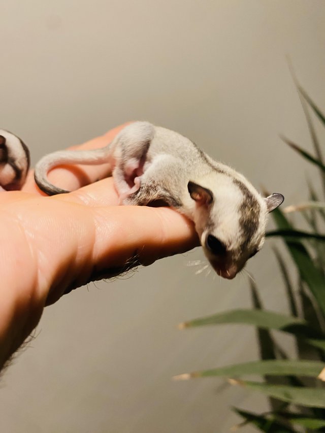 Preview of the first image of 2 x Sugar Glider Joeys (male & female).