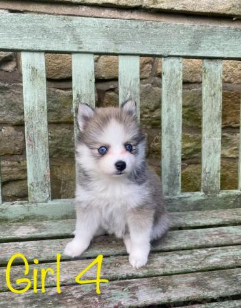 Image 8 of F2 Pomsky puppies for sale