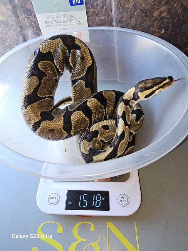 Preview of the first image of CB21 female enchi ball python (proven).
