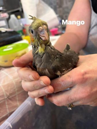 Image 7 of beautiful hand reared cockatiels