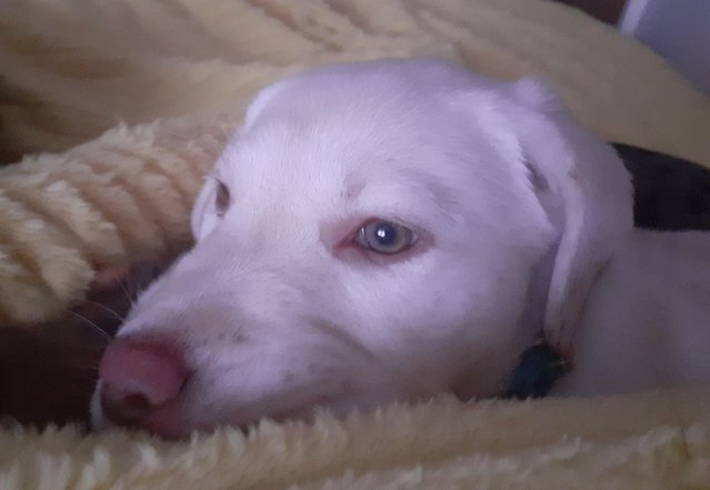 Preview of the first image of Labrador Puppy - Sparkling eyes!.