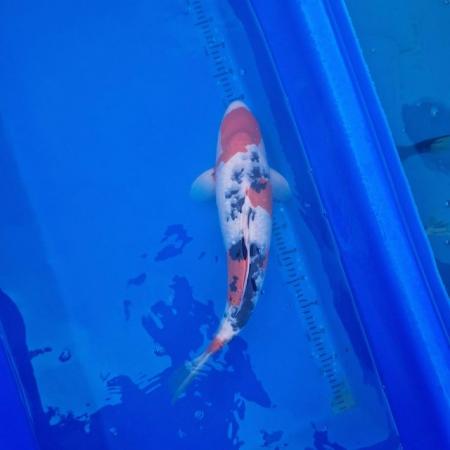 Image 9 of Koi carp from 45cm to 80cm need new home