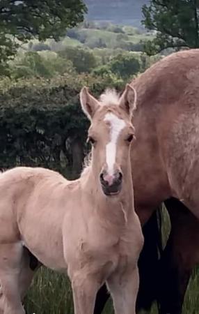 Image 4 of Welsh Section D Buckskin mare with Palomino colt foal