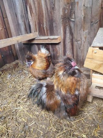 Image 1 of 2 pure breed miniature Partridge Silkie cockerals for sale