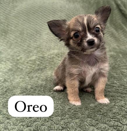 Image 4 of Gorgeous chihuahua puppies available