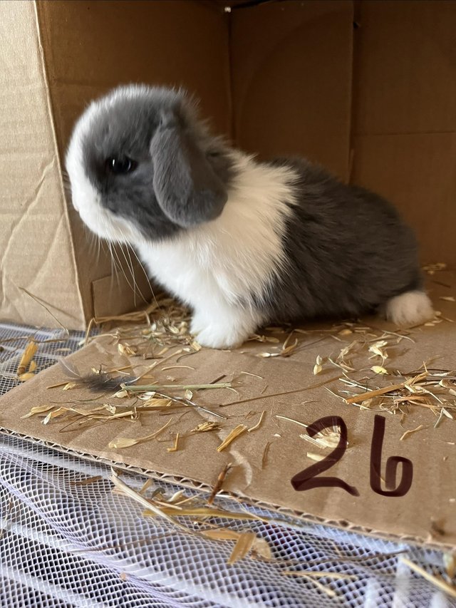 Mini lop pure bred male blue and white — Pets & Animals in Brentwood