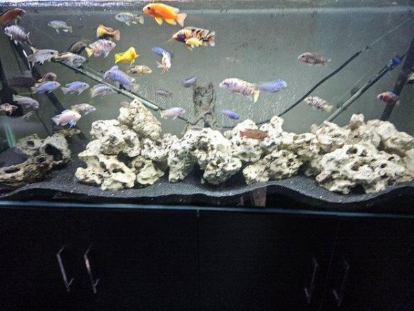 Image 5 of 6 foot clearseal fish tank 900L NO FISH