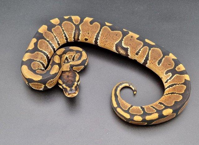 Preview of the first image of Special Het Clown 50% Het Pied Male Ball Python 230509.