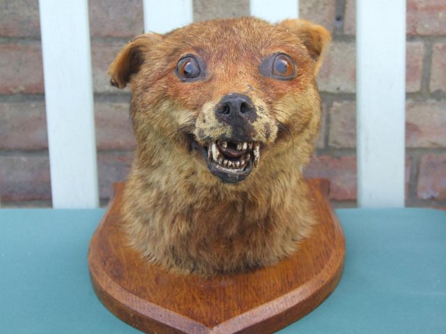 Vintage taxidermy Fox head c 1930