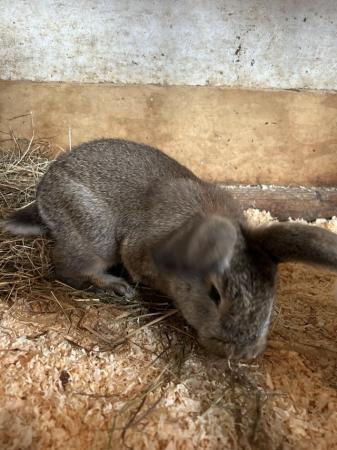 Image 3 of doe mixbred rabbit for sale