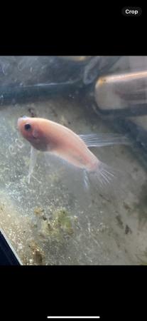 Image 2 of Betta fish - Majoirty males available