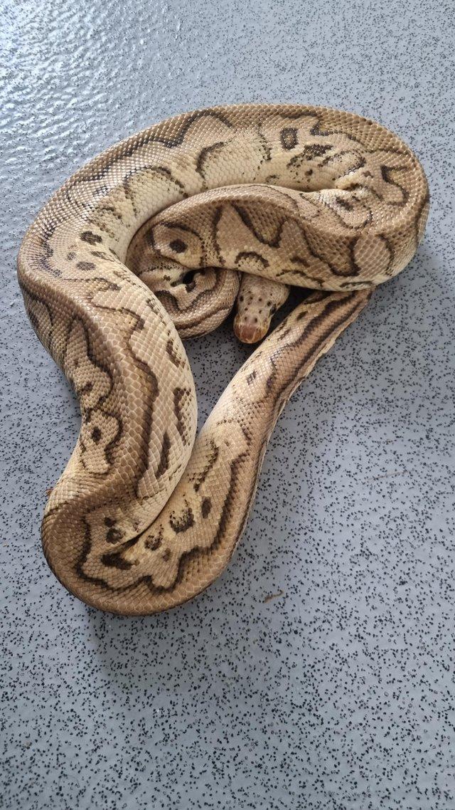 Preview of the first image of royal python (lemon pastel clown 100% het pied).
