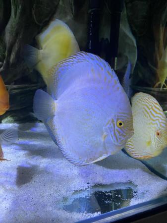 Image 7 of Chens discus all large ones ( some free )