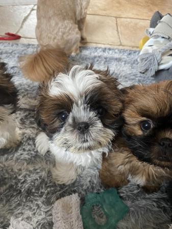 Image 3 of 2 Shihtzu boy’s looking for their forever home.
