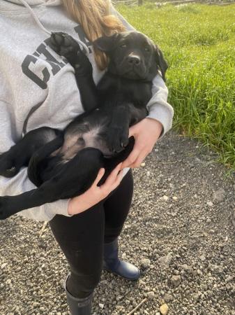 Image 1 of Black Gorgeous Labrador Boy
