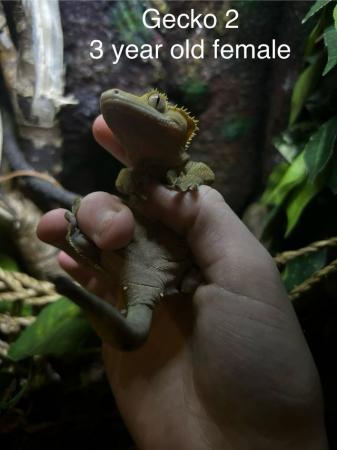 Image 4 of Various aged Crested geckos