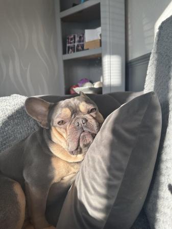 Image 1 of French bulldog for sale