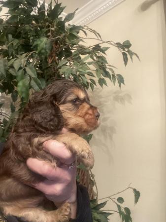 Image 11 of Gorgeous Show Type Cocker Spaniels
