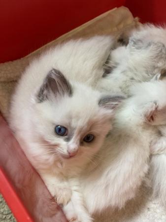 Image 4 of FEMALE Pedigree Ragdoll kittens for sale £650 each