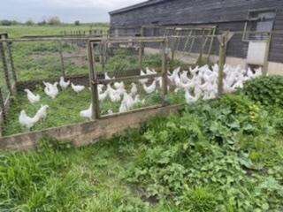 Image 1 of Dekalb white hens 14 weeks old.