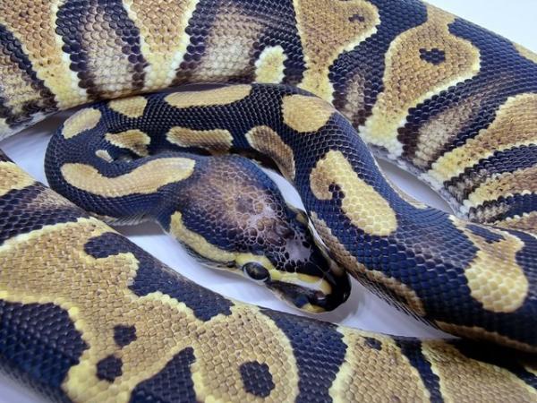 Image 11 of Royal / Ball Pythons - Multiple available