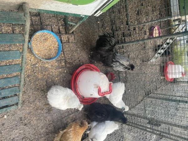 Image 2 of Breeding set of Silkies for sale