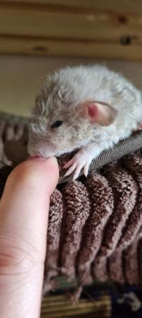 Image 8 of Young/baby rats (guaranteed tame)