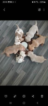 Image 2 of Pocket bulldogs forsale  reduced !!!!!!!!!!!!! Reduced !!!!!