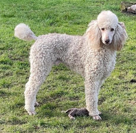 Image 3 of Standard Poodle Puppies - Health Tested Parents