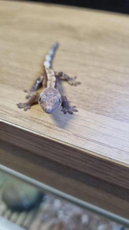 Image 30 of Beautiful Crested Geckos!!! (ONLY 1 LEFT)
