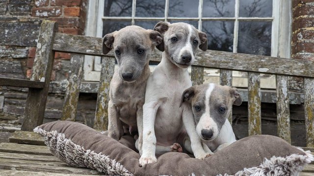 Image 7 of READY TO LEAVE NOW KC WHIPPET PUPPIES