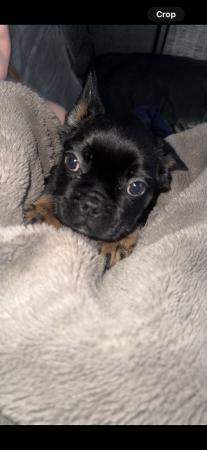 Image 20 of Beautiful French bulldog puppies ready to leave