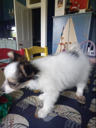 Image 8 of Gorgeous 5 gen pedigree tricoloured papillon pup for sale