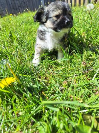 Image 2 of Chihuahua/ chi-chi puppies for sale
