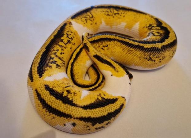 Image 2 of Pastel yellowbelly pied female