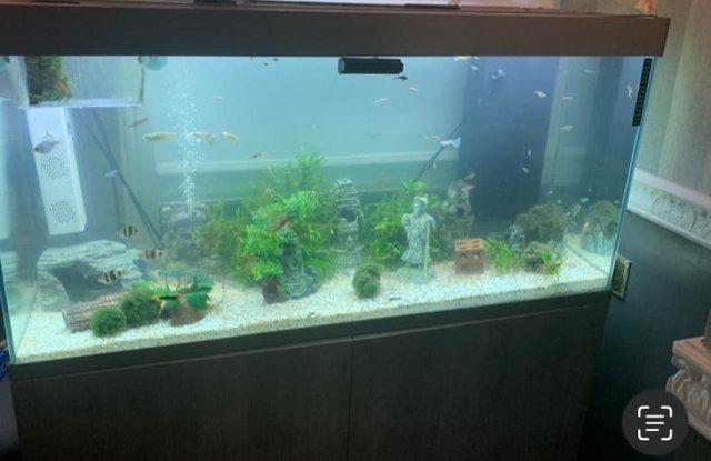 Image 1 of 4ft fish tank with cabinet. £380 ONO